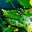 Chameleon Rest Chameleon Rest
