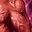 Zealot Zealot